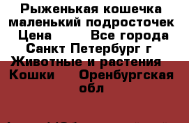 Рыженькая кошечка маленький подросточек › Цена ­ 10 - Все города, Санкт-Петербург г. Животные и растения » Кошки   . Оренбургская обл.